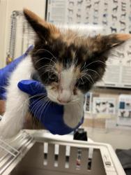 Shelter Stray Female Cat last seen Near BLOCK BLCK ALBURY AVE, LONG BEACH, CA 90815, 7700 E Spring St, Long Beach, CA 90815, USA