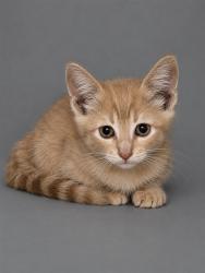 Shelter Stray Female Cat last seen , 29525 Agoura Rd, Agoura Hills, CA 91301, USA