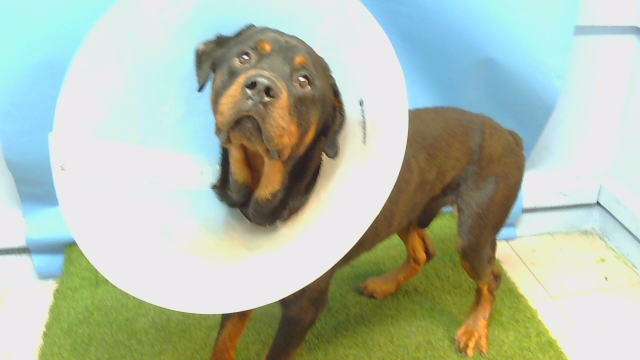 Shelter Stray Male Dog last seen , 216 W Victoria St, Gardena, CA 90248, USA