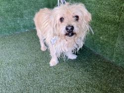 Shelter Stray Male Dog last seen , 5210 W Ave I, Lancaster, CA 93536, USA