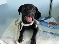 Shelter Stray Female Dog last seen , 5210 W Ave I, Lancaster, CA 93536, USA