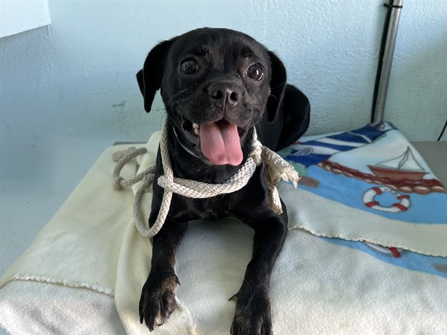 Shelter Stray Female Dog last seen , 5210 W Ave I, Lancaster, CA 93536, USA