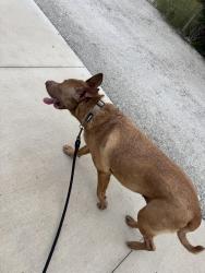 Reunited Female Dog last seen Savannas Campground, Fort Pierce, FL 34982