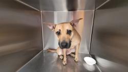 Shelter Stray Female Dog last seen , 4000 N Silverbell Rd, Tucson, AZ 85745, USA