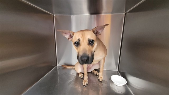 Shelter Stray Female Dog last seen , 4000 N Silverbell Rd, Tucson, AZ 85745, USA