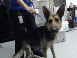 Shelter Stray Female Dog last seen Near BLOCK HAMLET ST, FAYETTEVILLE NC 28306, 4704 Corporation Dr, Fayetteville, NC 28306, USA