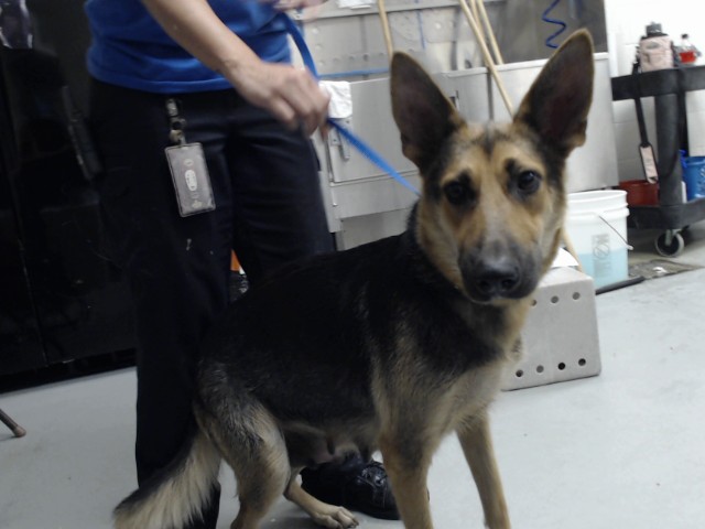Shelter Stray Female Dog last seen Near BLOCK HAMLET ST, FAYETTEVILLE NC 28306, 4704 Corporation Dr, Fayetteville, NC 28306, USA
