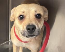 Shelter Stray Female Dog last seen , 4000 N Silverbell Rd, Tucson, AZ 85745, USA