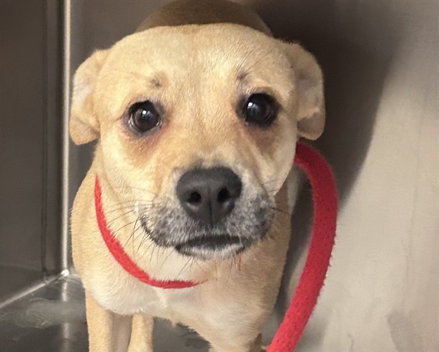 Shelter Stray Female Dog last seen , 4000 N Silverbell Rd, Tucson, AZ 85745, USA