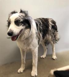 Shelter Stray Male Dog last seen Near BLOCK S CHERYL ST, WEST VALLEY CITY UT 84119, 4522 W 3500 S, West Valley City, UT 84120, USA