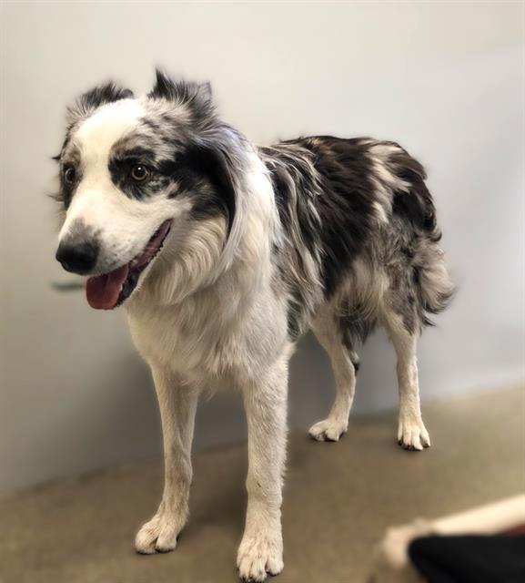 Shelter Stray Male Dog last seen Near BLOCK S CHERYL ST, WEST VALLEY CITY UT 84119, 4522 W 3500 S, West Valley City, UT 84120, USA