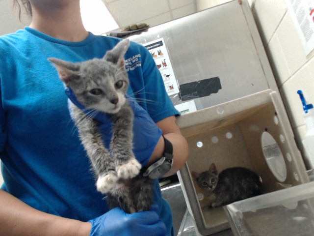 Shelter Stray Female Cat last seen Near BLOCK MADISON DR, HOPE MILLS NC 28348, 4704 Corporation Dr, Fayetteville, NC 28306, USA
