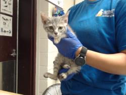 Shelter Stray Female Cat last seen Near BLOCK MADISON DR, HOPE MILLS NC 28348, 4704 Corporation Dr, Fayetteville, NC 28306, USA