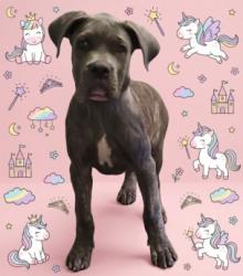 Shelter Stray Female Dog last seen , 1850 W 60th St, Los Angeles, CA 90047, USA