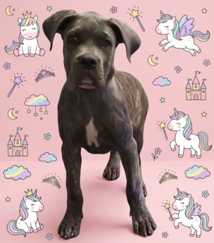 Shelter Stray Female Dog last seen , 1850 W 60th St, Los Angeles, CA 90047, USA