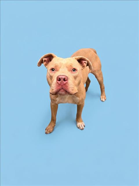Shelter Stray Male Dog last seen , 1850 W 60th St, Los Angeles, CA 90047, USA