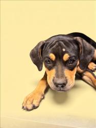 Shelter Stray Female Dog last seen , 1850 W 60th St, Los Angeles, CA 90047, USA