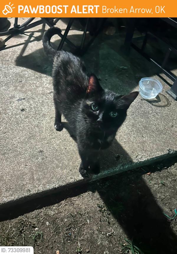 Found/Stray Female Cat last seen Charleston Crossing apmts, Broken Arrow, OK 74011