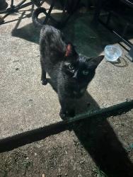 Found/Stray Female Cat last seen Charleston Crossing apmts, Broken Arrow, OK 74011