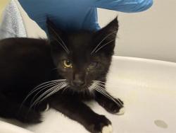 Shelter Stray Female Cat last seen Near BLOCK 42ND AVE S, AUBURN WA 98001, 21615 64th Ave S, Kent, WA 98032, USA