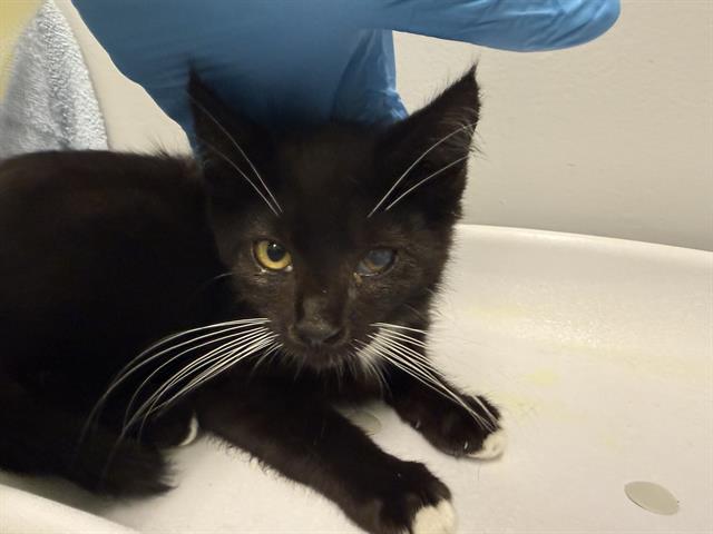 Shelter Stray Female Cat last seen Near BLOCK 42ND AVE S, AUBURN WA 98001, 21615 64th Ave S, Kent, WA 98032, USA
