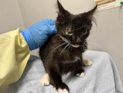 Shelter Stray Male Cat last seen Near BLOCK 42ND AVE S, AUBURN WA 98001, 21615 64th Ave S, Kent, WA 98032, USA