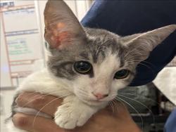 Shelter Stray Male Cat last seen , 11361 W Pico Blvd, Los Angeles, CA 90064, USA