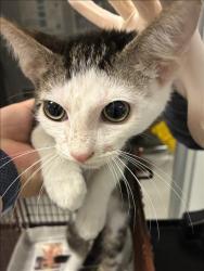 Shelter Stray Male Cat last seen , 11361 W Pico Blvd, Los Angeles, CA 90064, USA