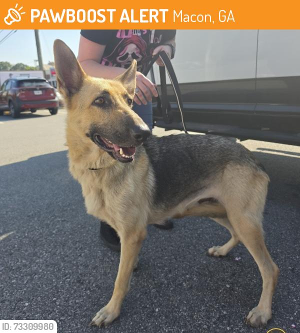 Found/Stray Female Dog last seen Villa Avenue, Macon GA, Macon, GA 31204