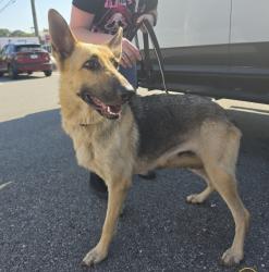 Found/Stray Female Dog last seen Villa Avenue, Macon GA, Macon, GA 31204
