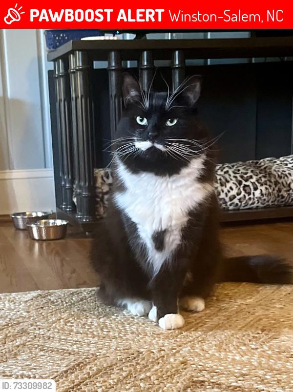 Lost Male Cat last seen Regency Dr & Coliseum, Winston-Salem, NC 27106