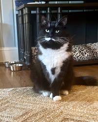 Lost Male Cat last seen Regency Dr & Coliseum, Winston-Salem, NC 27106