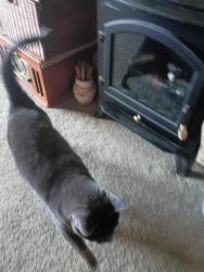 Lost Female Cat last seen Chuckanut Valley Veterinary Clinic, Burlington, WA 98233