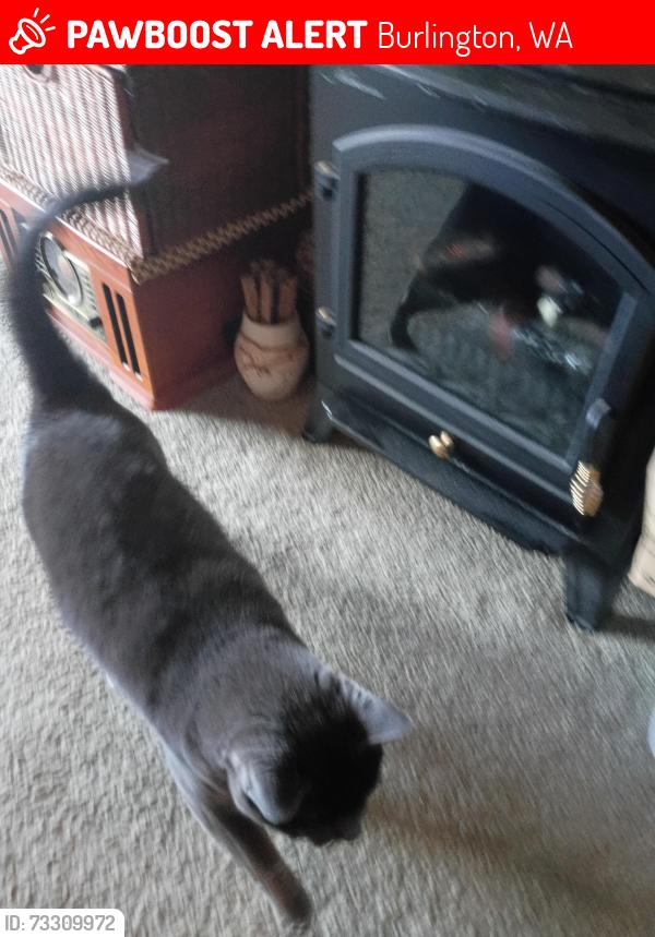 Lost Female Cat last seen Chuckanut Valley Veterinary Clinic, Burlington, WA 98233