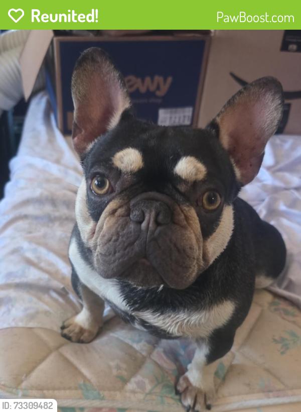 Reunited Unknown Dog last seen Near Downer Ave, Richmond, CA 94804, USA, Richmond, CA 94804