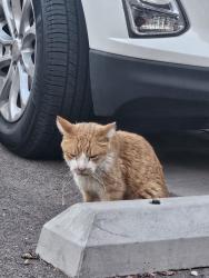 Found/Stray Unknown Cat last seen Caya apmts. Bethany Home and 10th street, Phoenix, AZ 85014