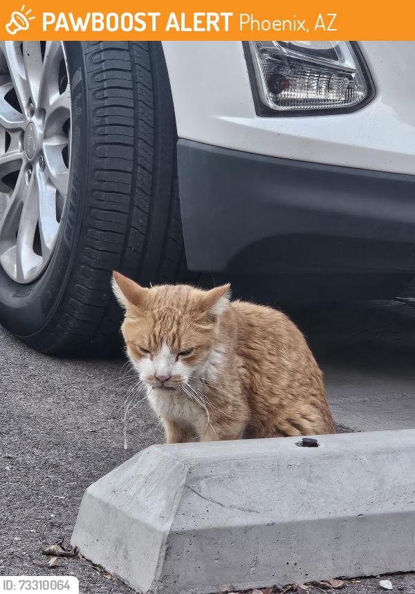 Found/Stray Unknown Cat last seen Caya apmts. Bethany Home and 10th street, Phoenix, AZ 85014