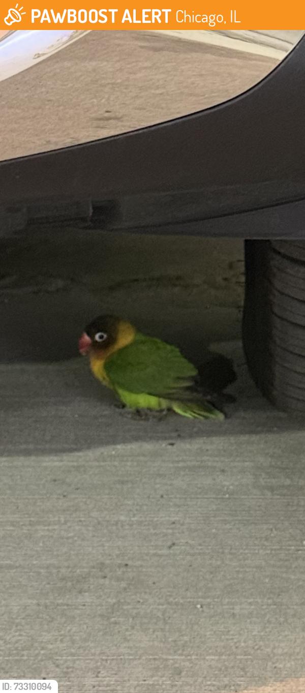 Found/Stray Unknown Bird last seen Southport and Lincoln, Chicago, IL 60657