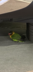 Found/Stray Unknown Bird last seen Southport and Lincoln, Chicago, IL 60657