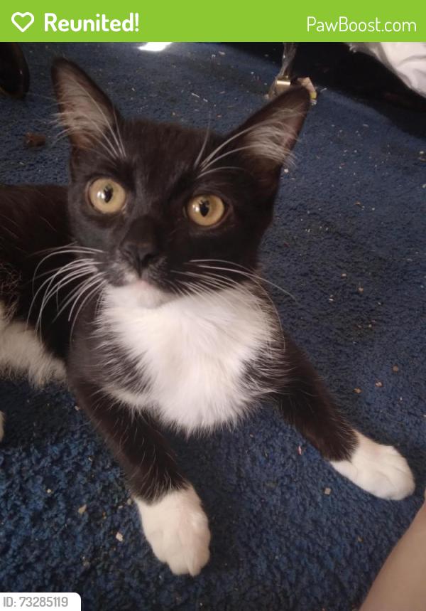 Reunited Female Cat last seen Park across from Ashley Oakland star playground, Des Moines, IA 50320