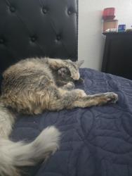 Reunited Female Cat last seen Near n Celestial way, Maricopa, AZ 85139
