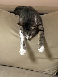 Lost Female Cat last seen Corrales Rd and Old Church Rd, Corrales, NM 87048