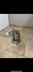 Lost Male Cat last seen White City Store, Fort Pierce, FL 34982