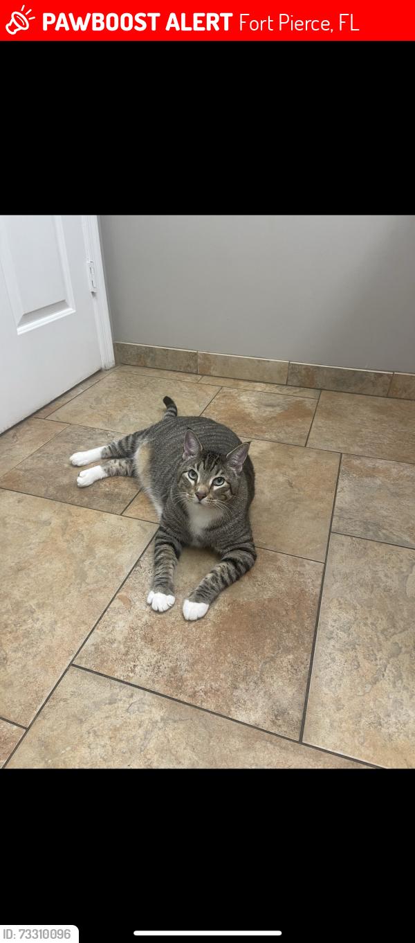 Lost Male Cat last seen White City Store, Fort Pierce, FL 34982