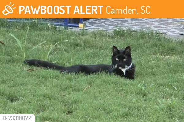 Found/Stray Unknown Cat last seen Black River Rd, Camden, SC 29020
