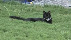 Found/Stray Unknown Cat last seen Black River Rd, Camden, SC 29020