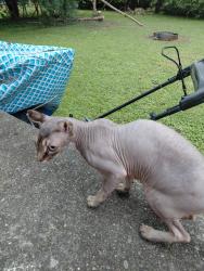 Found/Stray Male Cat last seen Minnesota & Southeastern, Indianapolis, IN 46203