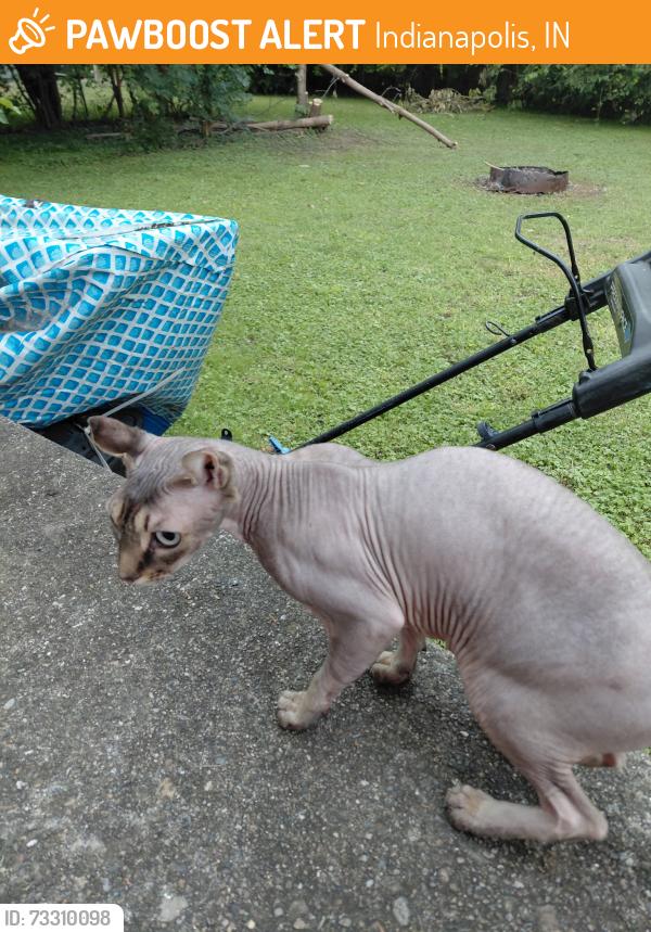 Found/Stray Male Cat last seen Minnesota & Southeastern, Indianapolis, IN 46203