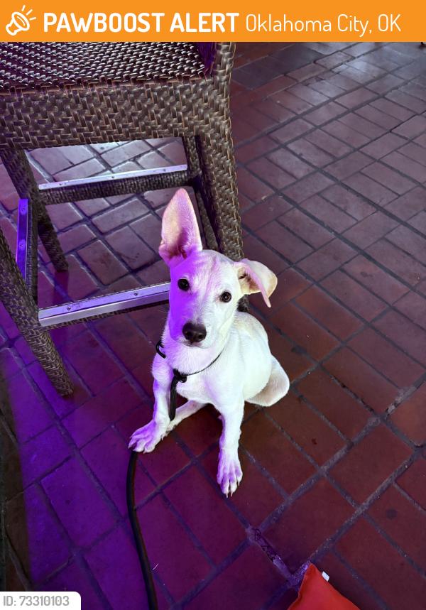 Found/Stray Male Dog last seen The veil, Oklahoma City, OK 73112