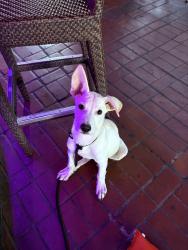 Found/Stray Male Dog last seen The veil, Oklahoma City, OK 73112
